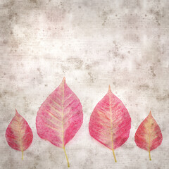 square stylish old textured paper background with pink poinsettia leaves 

