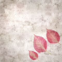 square stylish old textured paper background with pink poinsettia leaves 
