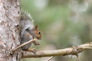 Young grey squirrel, or eastern gray squirrel (Sciurus carolinensis) on a tree