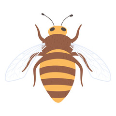 bee insect icon