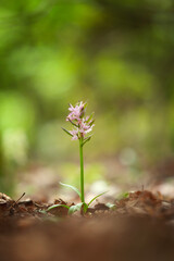 Dactylorhiza romana rare orchid from Bulgaria. Orchid flower. Plants from Rhodope mountains. 