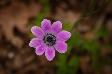Fototapeta premium Bloom of anemone. Macro in Bulgaria. Flowers in Rhodope mountains.