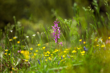 Dactylorhiza romana rare orchid from Bulgaria. Orchid flower. Plants from Rhodope mountains. 