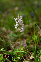 Dactylorhiza romana rare orchid from Bulgaria. Orchid flower. Plants from Rhodope mountains. 