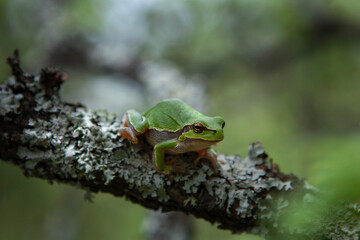 European tree frog have a nap on the branch. Macro in Bulgaria. Tree frog in Rhodope mountains.