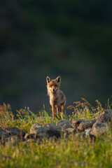 Red fox looking for food. Fox during spring in Rhodope mountains. Bulgaria wildlife.
