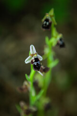 Ophrys reinholdii rare orchid from Bulgaria. Bloom of uncommon flower. Plants from Rhodope mountains. 