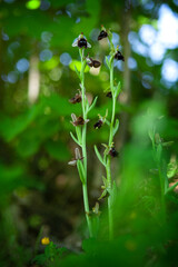 Ophrys reinholdii rare orchid from Bulgaria. Bloom of uncommon flower. Plants from Rhodope mountains. 