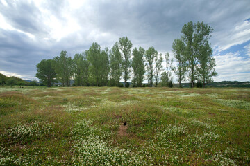 European bee eater burrow on the meadow. Ornithology in Bulgaria. Bee eater in Rhodope mountains.