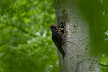 Black woodpecker feeding small chick. Wildlife in Europe during spring. Woodpecker in the forest. Ornithology in Europe.