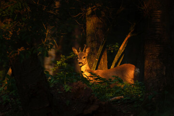 Roe deer in the forest. Wildlife in Europe during spring. Last light. 