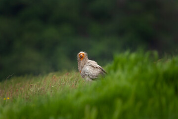 Egyptian vulture on the meadow. Wildlife in Europe during spring. Scavenger near the carcass. Ornithology in Rhodope mountains. 