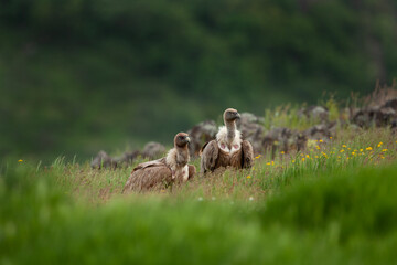 Griffon vulture on the meadow. Wildlife in Europe during spring. Scavenger near the carcass. Ornithology in Rhodope mountains.