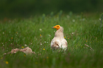 Egyptian vulture on the meadow. Wildlife in Europe during spring. Scavenger near the carcass. Ornithology in Rhodope mountains. 