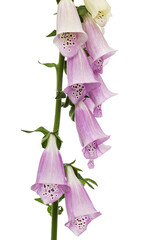 Flower of foxglove closeup, lat. Digitalis, isolated on white background