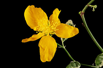 Yellow flower of kerria japonica, isolated on black background