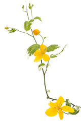 Yellow flower of kerria japonica, isolated on white background