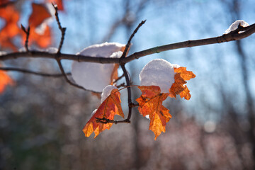 Closeup of the leaves after the first snowfall