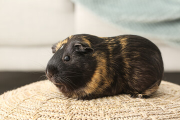 Cute guinea pig on knitted ottoman in room