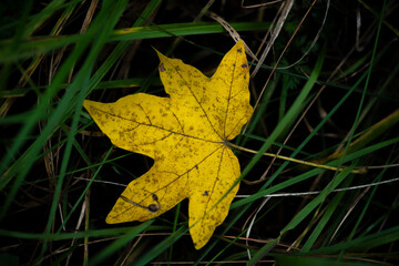 maple leaf on the grass
