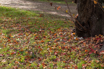 カラフルな落ち葉で覆われた公園の小道