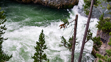 water flowing into the forest