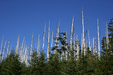 Eastern hemlock trees are under attack from an insect called the hemlock woolly adelgid. It is...