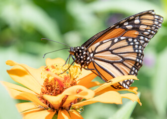 butterfly on flower