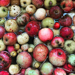 Wild apples sustainably sourced in nature. Red and green apples. Delicious and healthy!