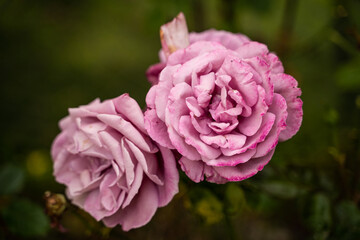 pink flower close up