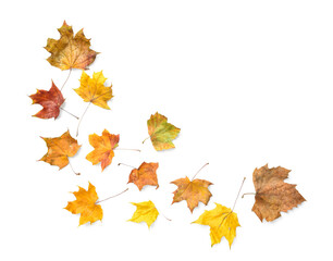 Dried maple leaves on white background