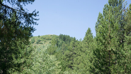 forest in the mountains