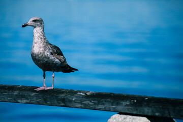 Seagull on Pier in San Pedro California