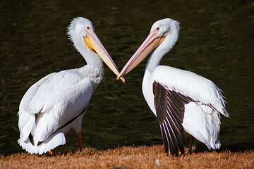 Pelicans on a Southern California lake