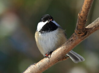 Mésange dans son environnement naturel