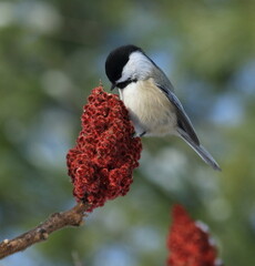 Mésange dans son environnement naturel