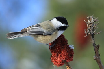 Mésange dans son environnement naturel