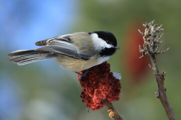 Fototapeta premium Mésange dans son environnement naturel