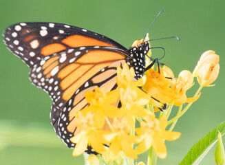 butterfly on flower