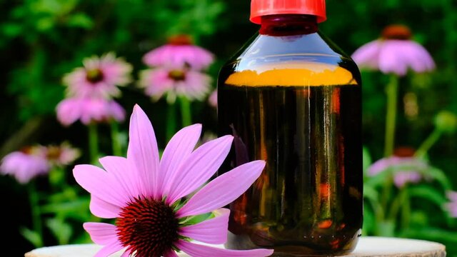 Echinacea tincture. Glass bottle and echinacea flower in flowers echinacea on blurred garden background.Natural traditional medicine and alternative homeopathy.Herbal medicinal tinctures.4k footage