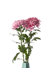 Fototapeta premium Vase with beautiful chrysanthemum flowers on white background, closeup