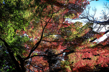 autumn in the forest