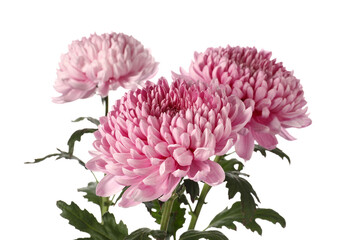 Fresh chrysanthemum flowers on white background, closeup