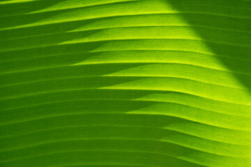 Background of exotic leaves. Texture of green banana leave, horizontal lines Close-up.