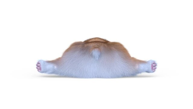 ウェルシュ・コーギー・ペンブローク