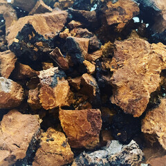 Chaga Medicinal Mushroom.  Herbal remedy that can be made into tea. Chaga is most often found on birch trees and have a large variety of medicinal benefits.