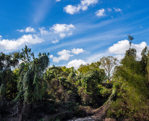 Trees and brush growing together