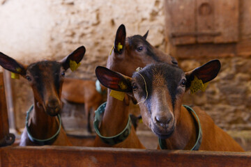 ch&egrave;vres &agrave; la ferme