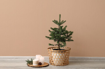 Beautiful Christmas tree in pot and burning candles near beige wall
