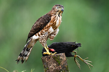 red tailed hawk